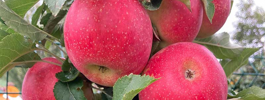 Widerstandsfähige Apfelbäume sind die Lösung gegen Wetterkapriolen, Frost und Krankheiten