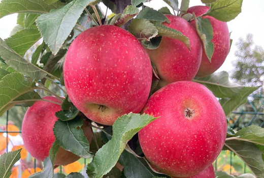 Svet jabloní (1. diel): Od divokých predkov k moderným odrodám | Blog