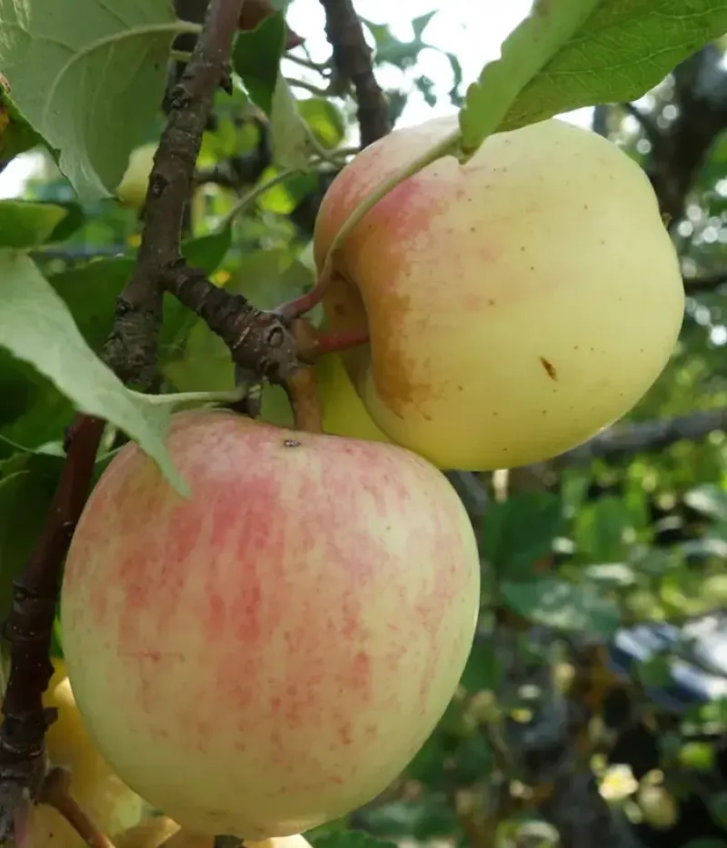 Apfelbaum (Malus domestica) LIIVI KULDRENETT - Tutifruti, s.r.o.