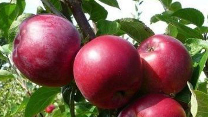 Die Welt der Apfelbäume (Teil 2): Wildapfelbäume und ihre unersetzliche Rolle | Blog