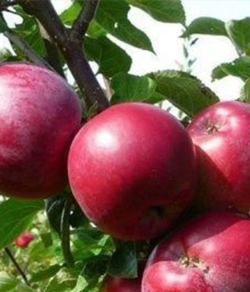 Säulenapfel (Malus domestica) MAYPOLE - Tutifruti SK