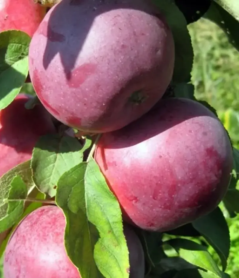 Säulenapfel (Malus domestica) MOSKOVSKOE OZHERELIE - Tutifruti, s.r.o.