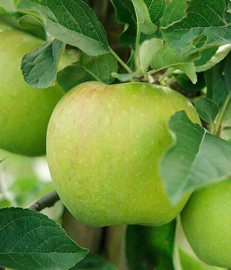 Apfel (Malus domestica) MUTSU - Tutifruti SK