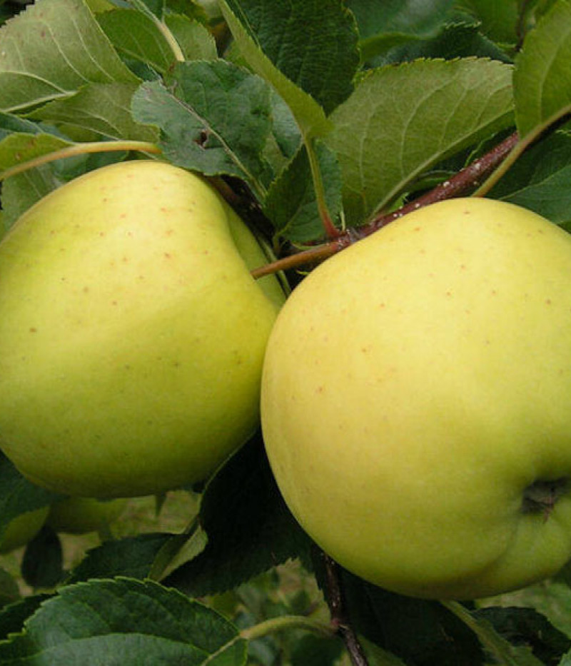 Apfel (Malus domestica) GELBOLIVE - Tutifruti SK