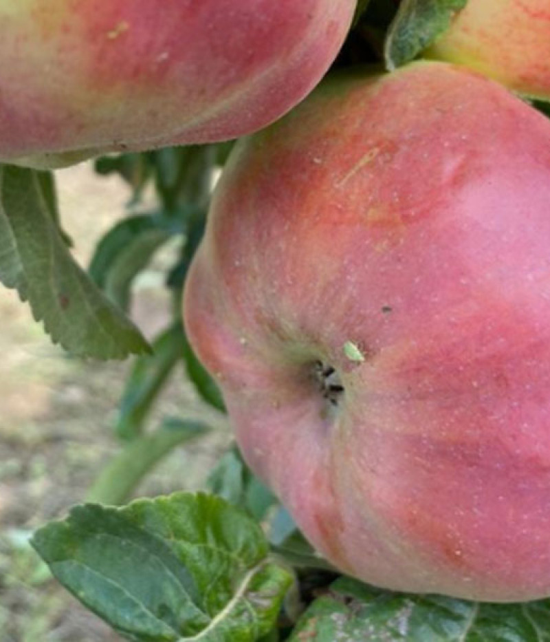 Apfelbaum (Malus domestica) OSTANKINO - Tutifruti, s.r.o. (SK)