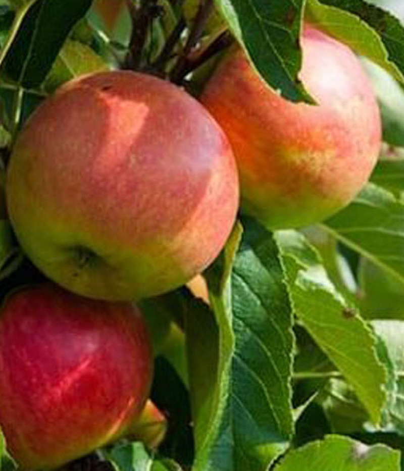 Apfel (Malus domestica) POMPINK - Tutifruti SK