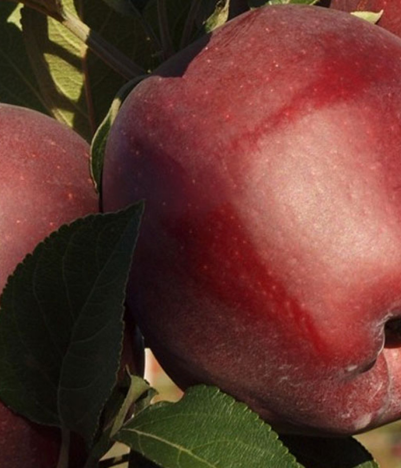 Apfel (Malus domestica) RED CAP - Tutifruti SK