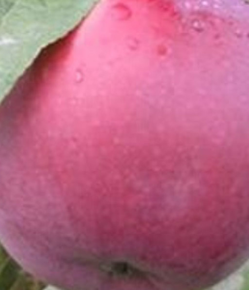 Apfelbaum (Malus domestica) ROBERTS - Tutifruti, s.r.o. (SK)