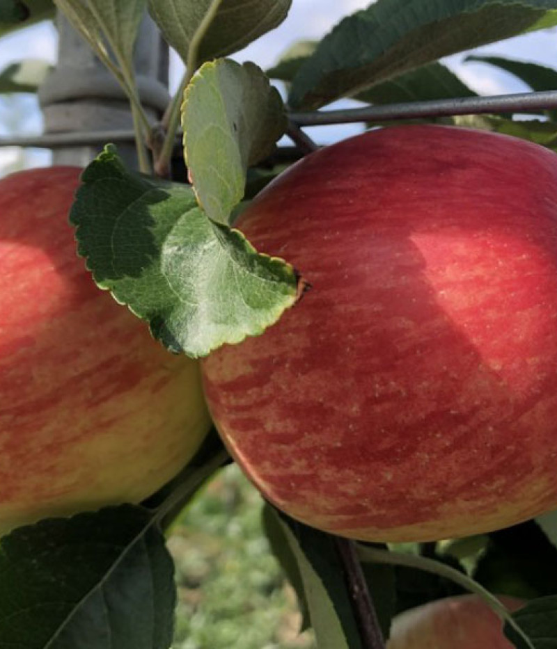Apfel (Malus domestica) SANDER - Tutifruti SK