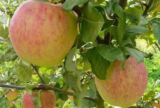 Nové pobaltské odrody jabloní: Detailná analýza odrôd Monta, Tiina a Konfetnoje | Blog