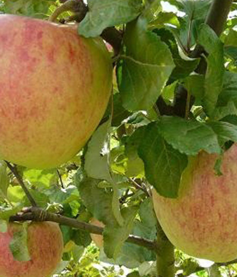 Apfelbaum (Malus domestica) TIINA - Tutifruti, s.r.o. (SK)