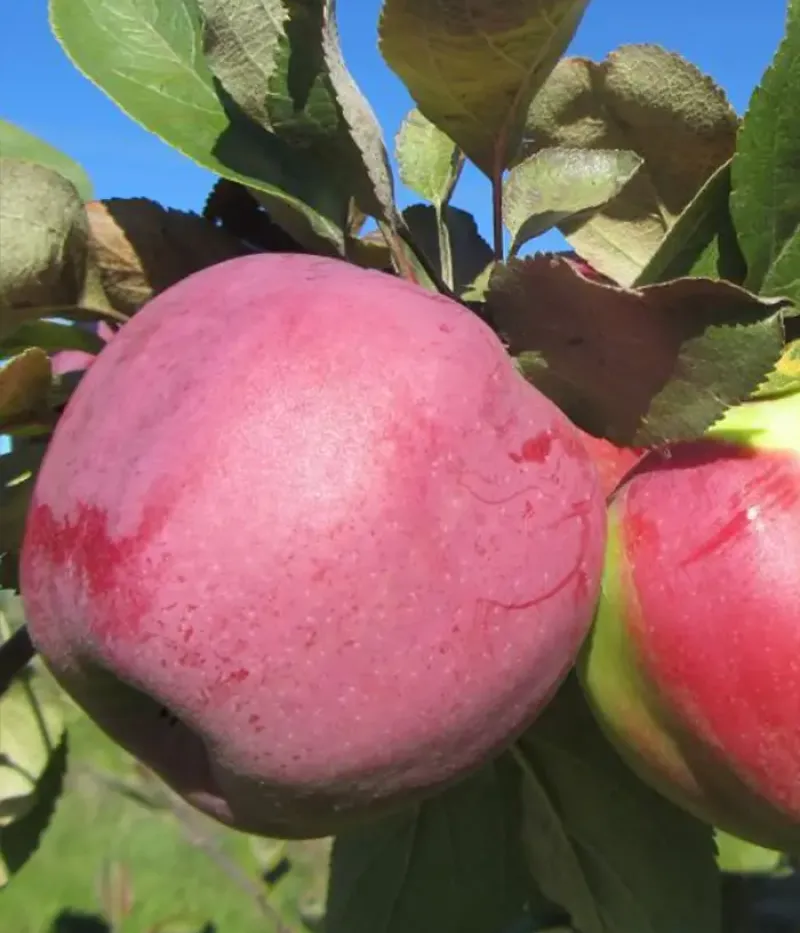 Apfelbaum (Malus domestica) TALVENAUDING - Tutifruti, s.r.o.