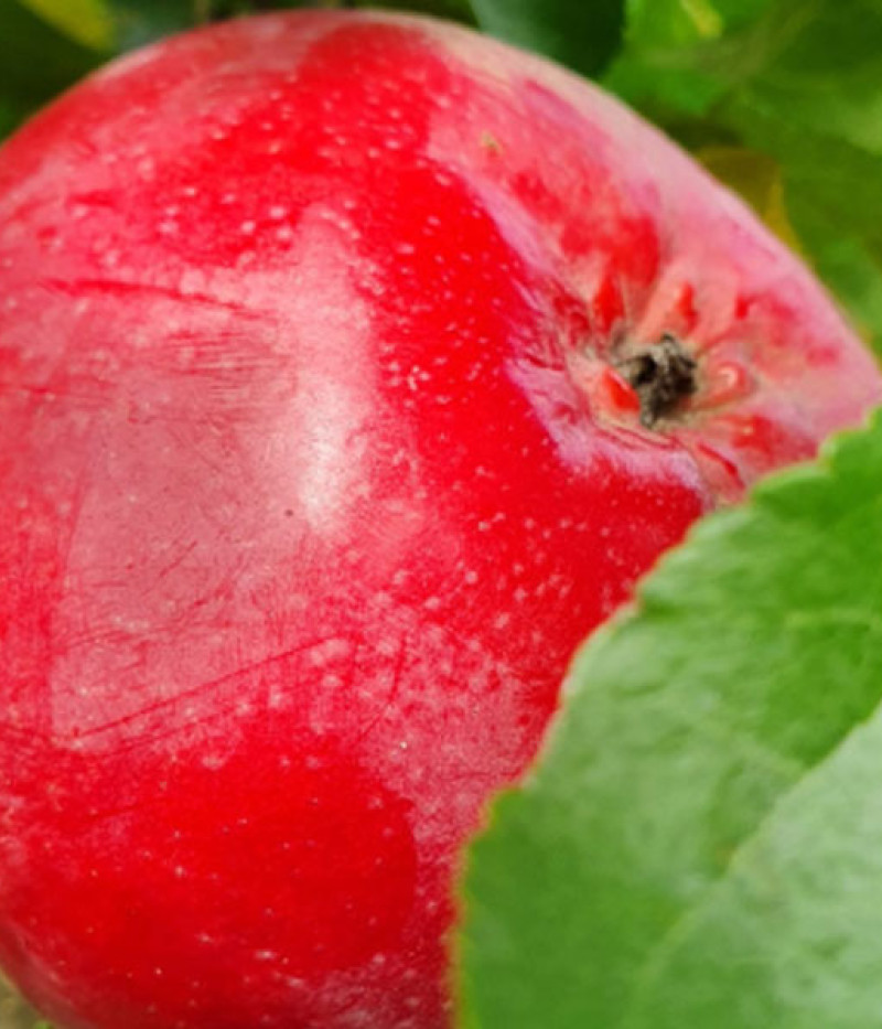 Apfelbaum (Malus domestica) ULDIS - Tutifruti, s.r.o. (SK)