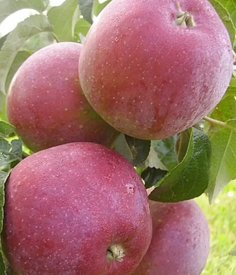 Apfelbaum (Malus domestica) ALESYA - Tutifruti, s.r.o.
