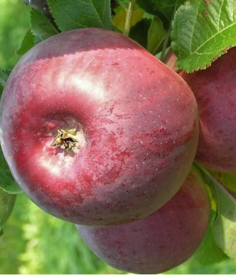 Apfelbaum (Malus domestica) ANITE - Tutifruti, s.r.o.