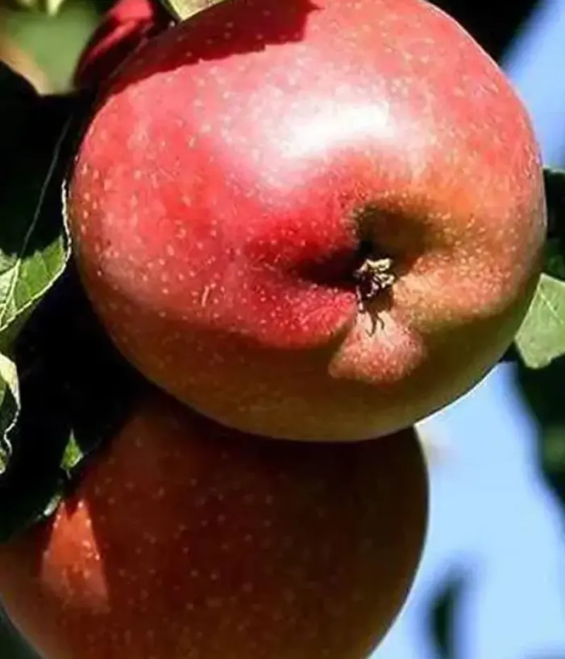 Columnar apple tree (Malus domestica) ANTEI KIEVSKY - Tutifruti, s.r.o.