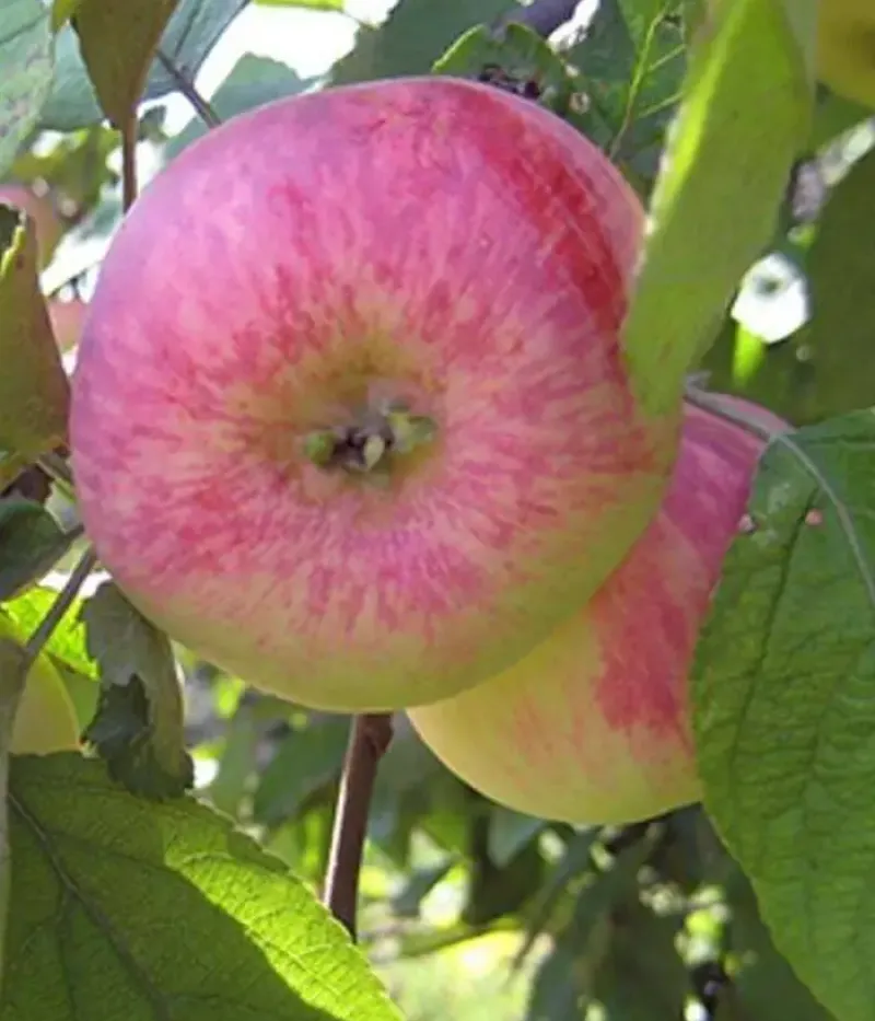 Apfelbaum (Malus domestica) AVENARIUS - Tutifruti, s.r.o.