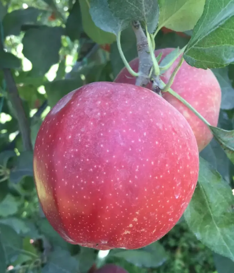 Apfel (Malus domestica) BUCKEYE GALA - Tutifruti, s.r.o.