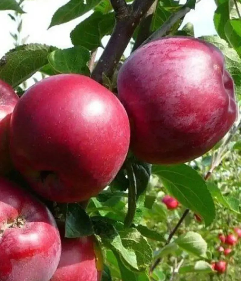 Säulenapfel (Malus domestica) CHERVONETS - Tutifruti, s.r.o.