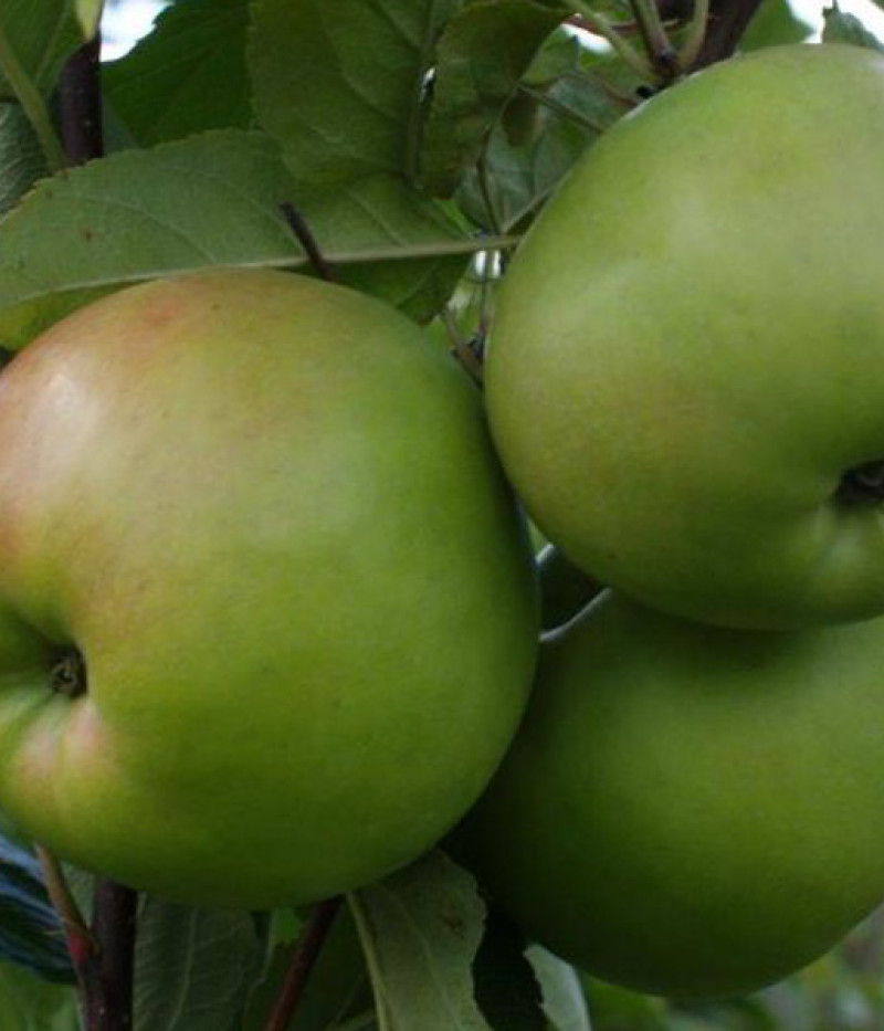 Apfel (Malus domestica) CHOPIN - Tutifruti SK