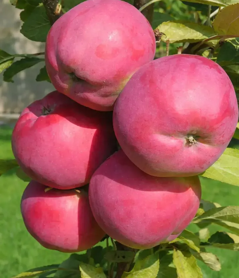 Säulenapfel (Malus domestica) DEJAVU - Tutifruti, s.r.o.