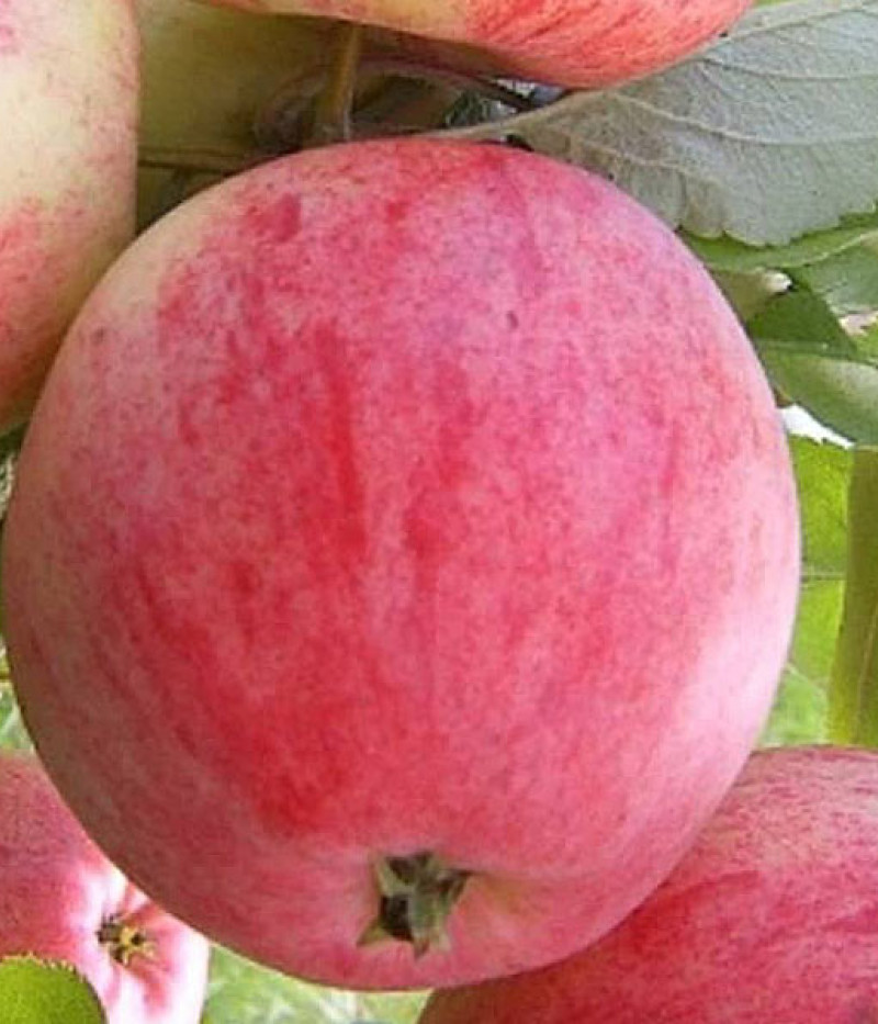 Apfel (Malus domestica) DELIKATES - Tutifruti SK