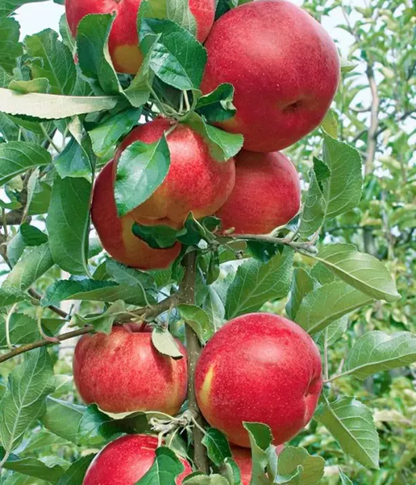 Säulenapfel (Malus domestica) DZHIN