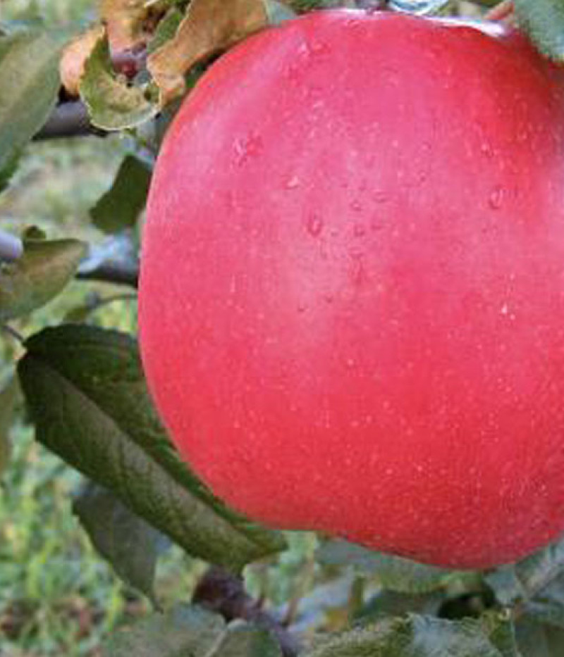 Apfelbaum (Malus domestica) EDĪTE - Tutifruti, s.r.o. (SK)