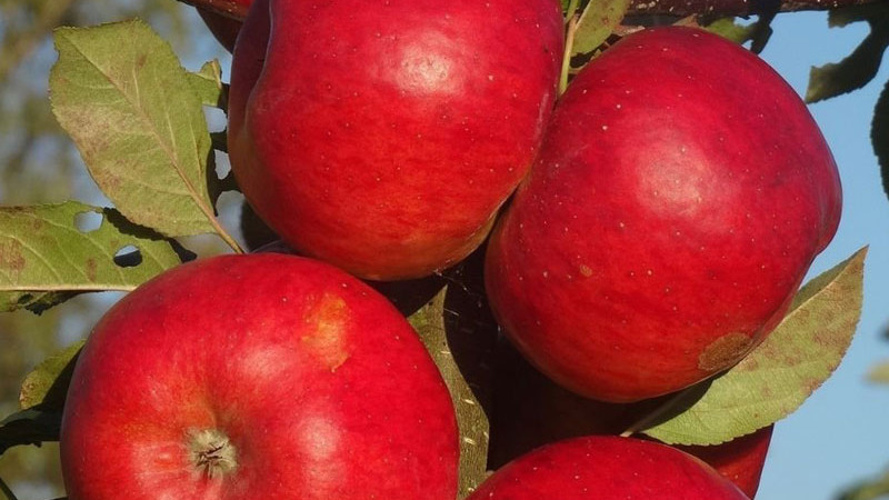 Das Herz des rumänischen Apfelkönigreichs: SCDP Voinești – 75 Jahre Innovation in den subkarpatischen Obstgärten