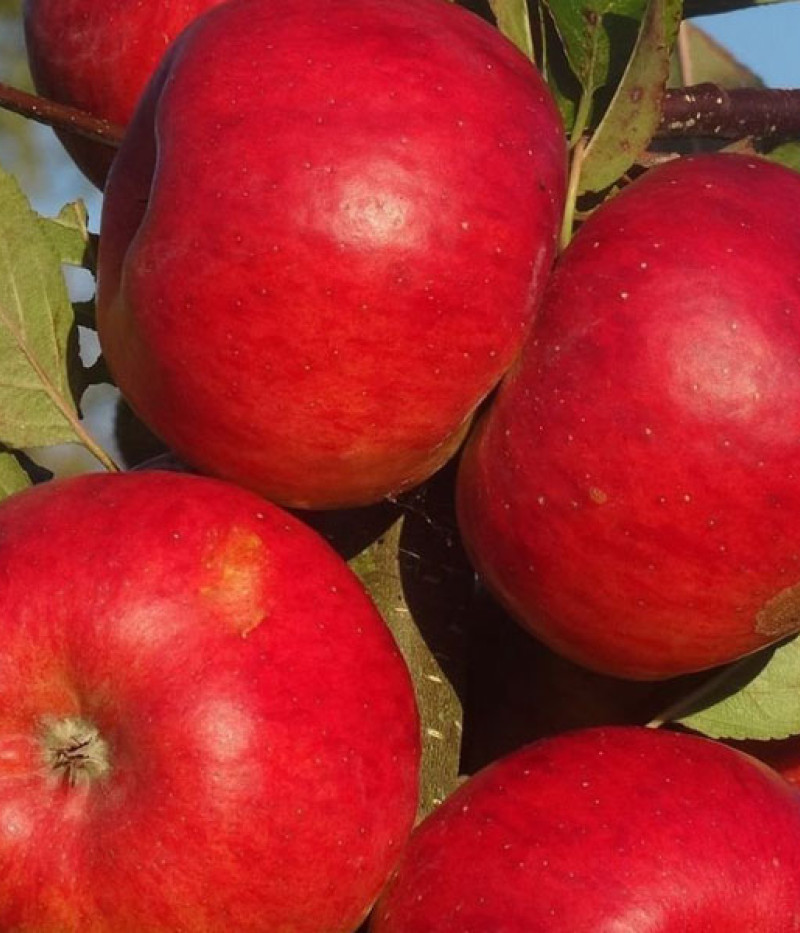 Apfelbaum (Malus domestica) EKSOTIKA - Tutifruti, s.r.o. (SK)