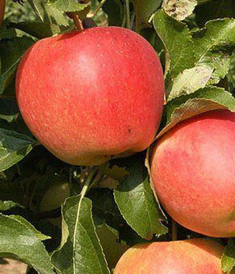 Apfel (Malus domestica) GALA - Tutifruti SK