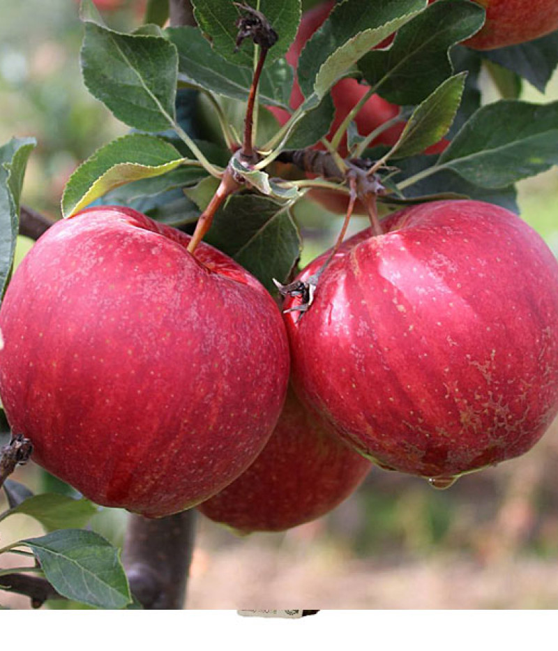 Apfel (Malus domestica) GALA BROOKFIELD - Tutifruti SK