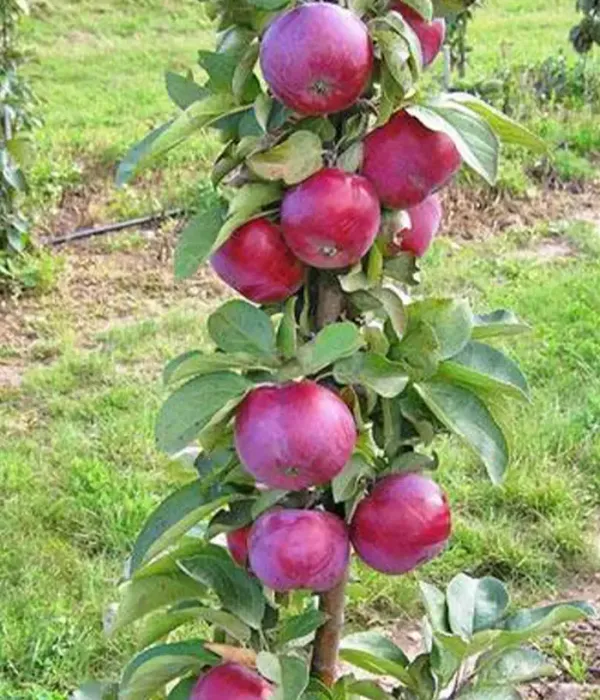 Columnar apple tree (Malus domestica) GATIS (D-3-94-2)