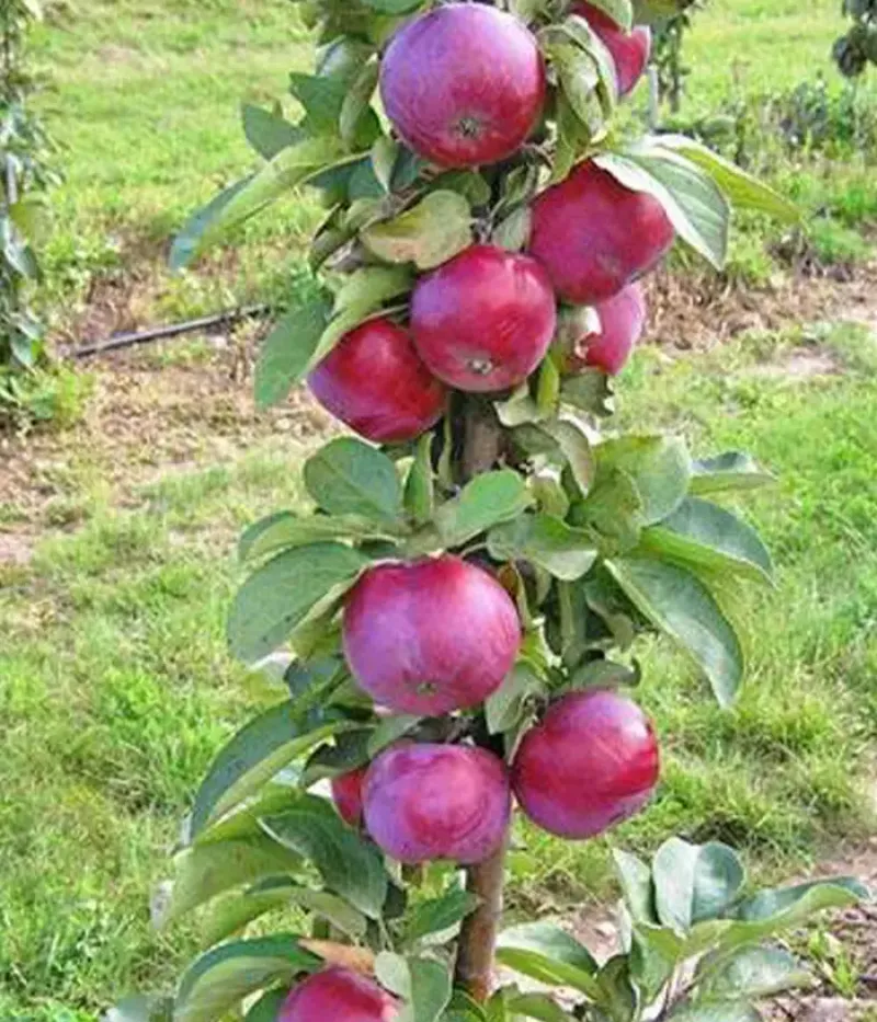 Columnar apple tree (Malus domestica) GATIS (D-3-94-2) - Tutifruti, s.r.o.