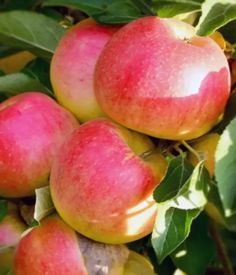 Apfel (Malus domestica) GENEROS - Tutifruti, s.r.o.