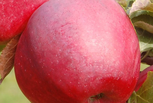 Analýza rezistentných jabloní z Lotyšska: Dace, Edīte, Roberts a Gita