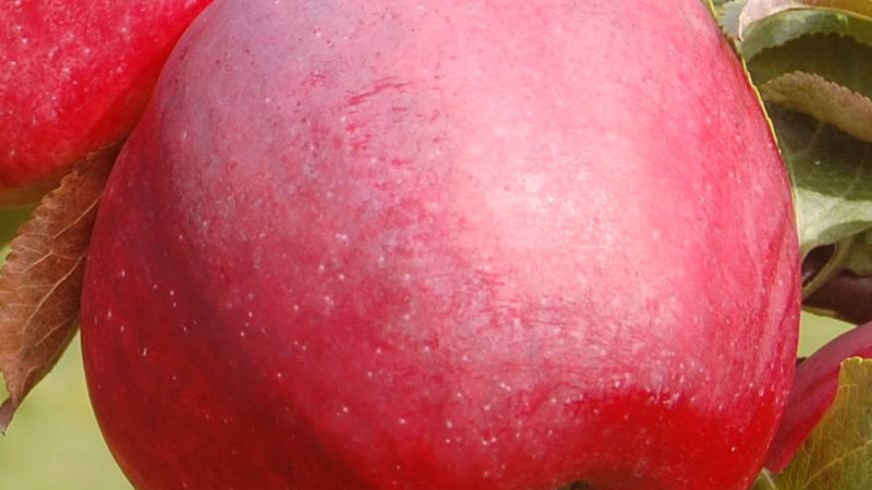 Analyse resistenter Apfelbäume aus Lettland: Dace, Edīte, Roberts und Gita