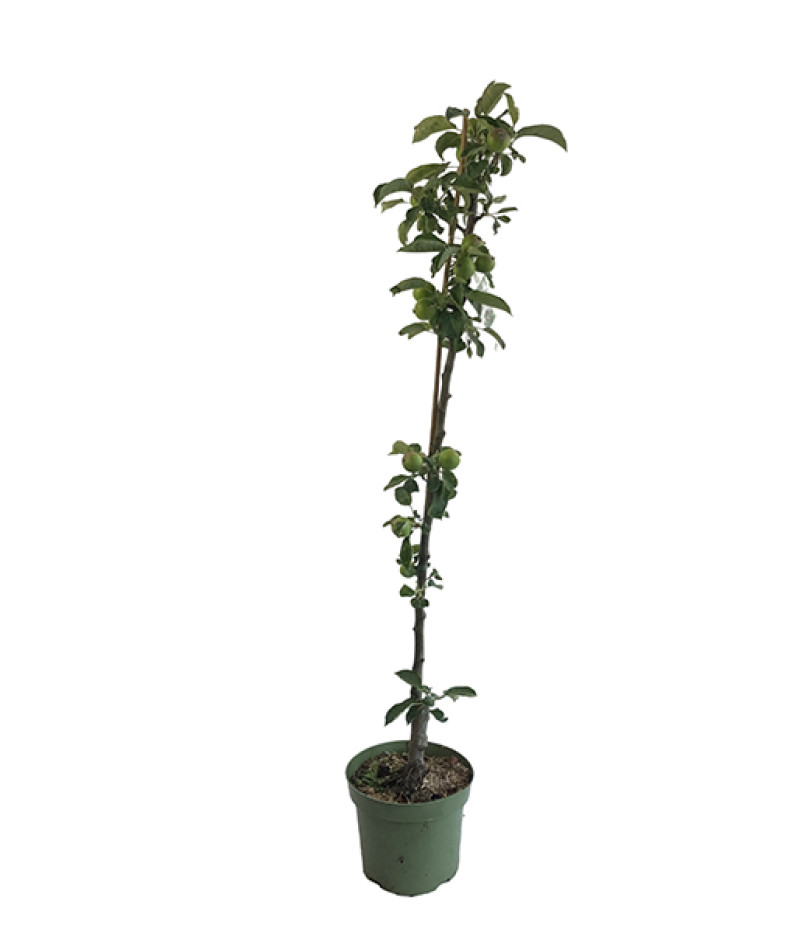 BIO Columnar apple tree AROMA SPUR ROT - Tutifruti SK