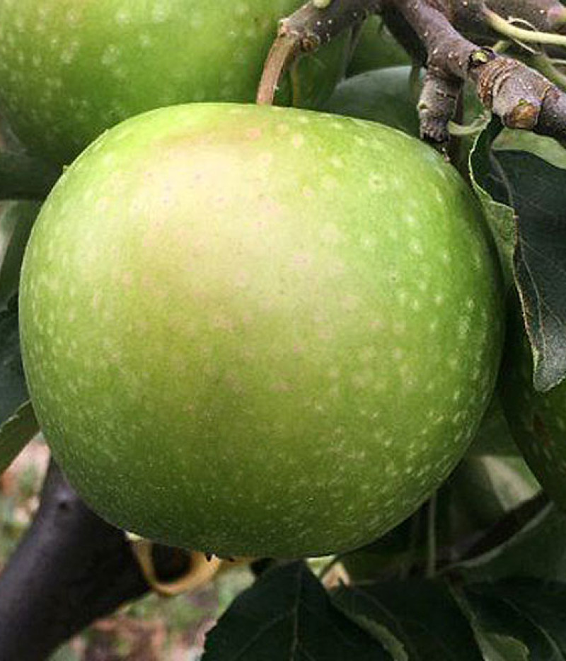 BIO Säulenapfelbaum AROMA SPUR GRUN - Tutifruti SK