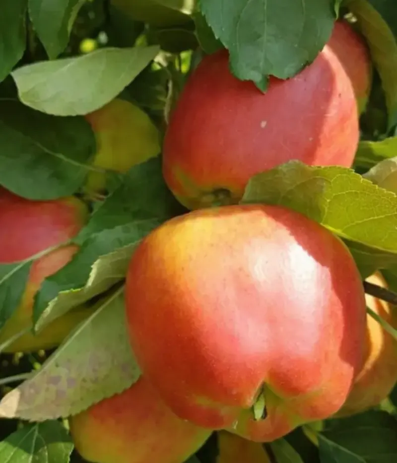 Apfel (Malus domestica) INEDIT - Tutifruti, s.r.o.