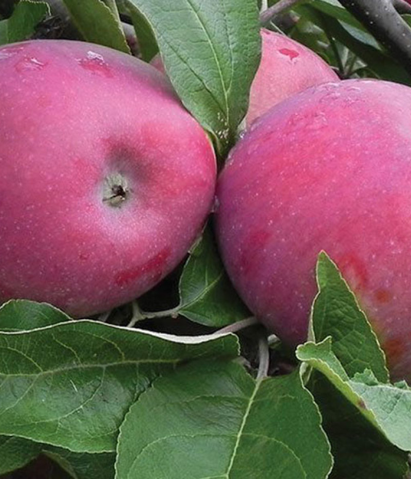 Apfelbaum (Malus domestica) INESE - Tutifruti, s.r.o. (SK)