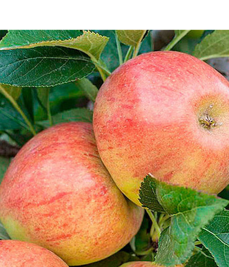 Apfel (Malus domestica) JAMES GRIVE - Tutifruti SK