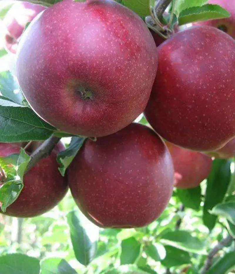 Apfel (Malus domestica) JONAPRINCE - Tutifruti, s.r.o.