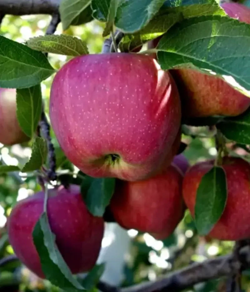 Apfel (Malus domestica) FUJI KIKU - Tutifruti, s.r.o.