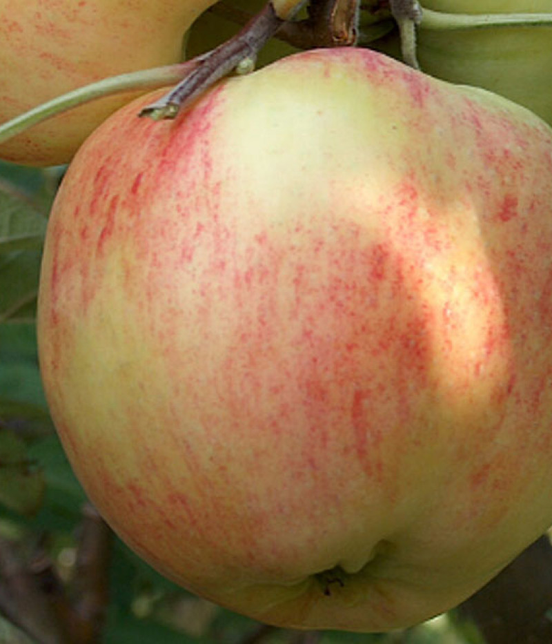 Apfelbaum (Malus domestica) KONFETNOJE - Tutifruti, s.r.o. (SK)