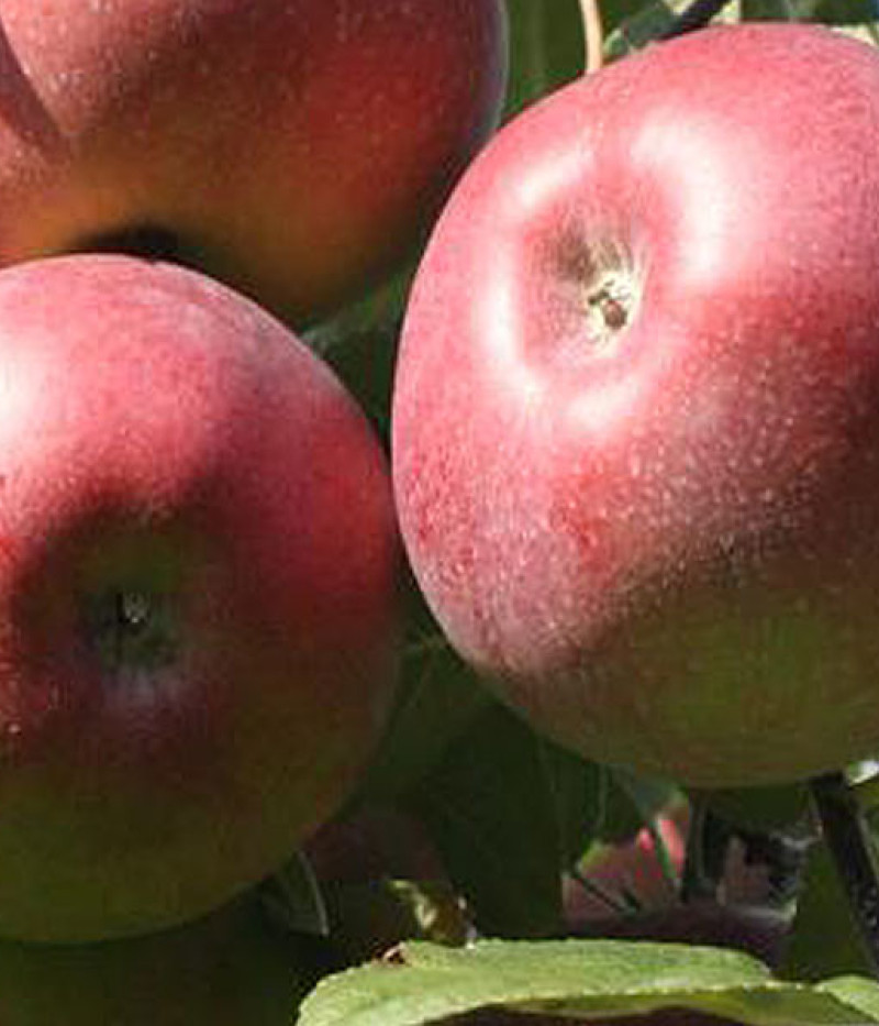 Apfel (Malus domestica) LOBO - Tutifruti SK
