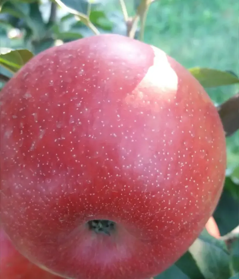 Apfel (Malus domestica) LUCA - Tutifruti, s.r.o.