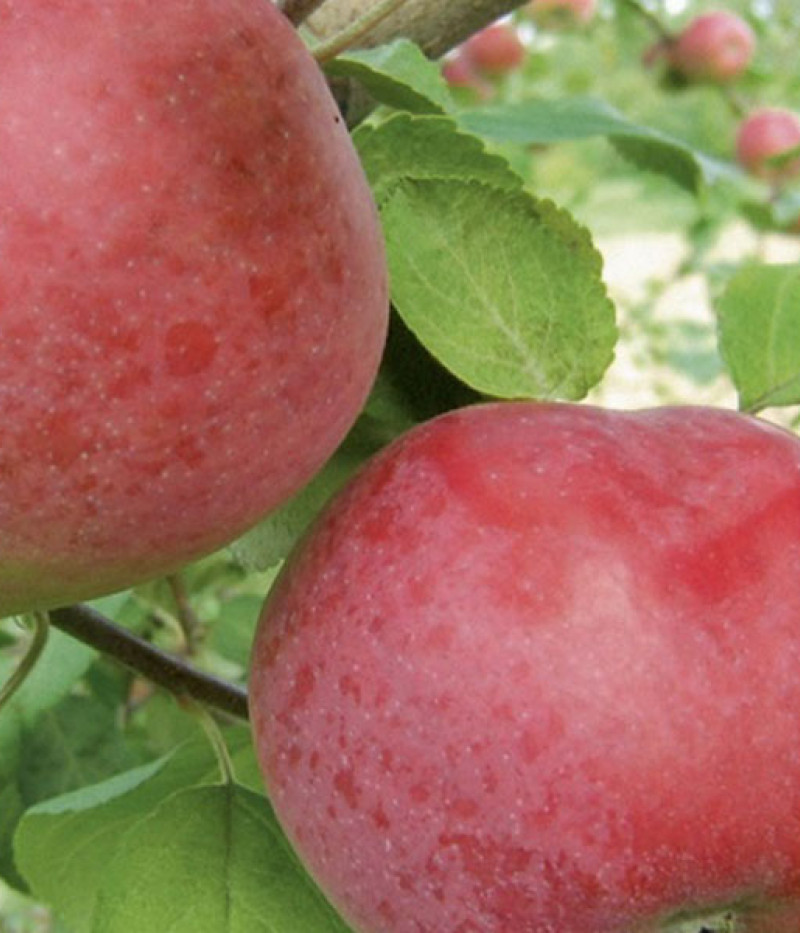 Apfelbaum (Malus domestica) MONTA - Tutifruti, s.r.o. (SK)