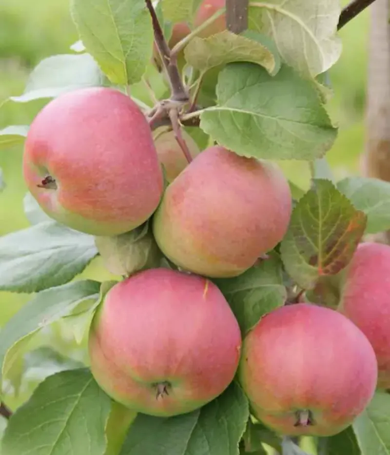Apfelbaum (Malus domestica) ORLOVIM - Tutifruti, s.r.o.
