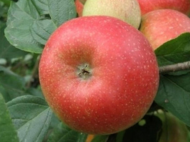 Apfel (Malus domestica) REBELLA® - Tutifruti SK Apfel (Malus domestica) REBELLA® - Tutifruti SK